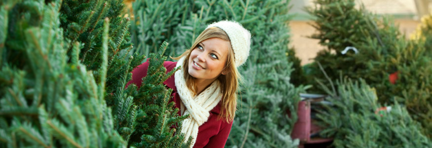 Customer choosing a fresh Christmas tree at Nice Christmas Trees in Denver