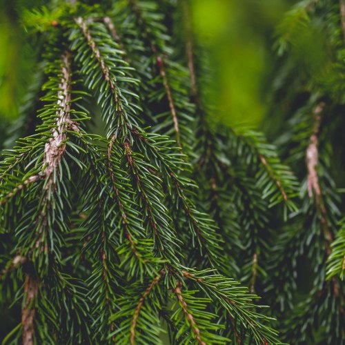 Branches – Nice Christmas Trees Denver